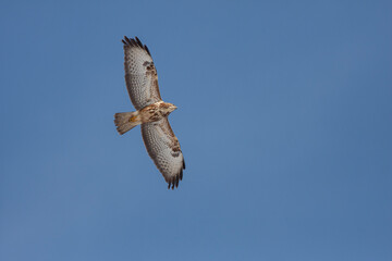 a hawk looking for bait in the air, Common Buzzard, Buteo buteo