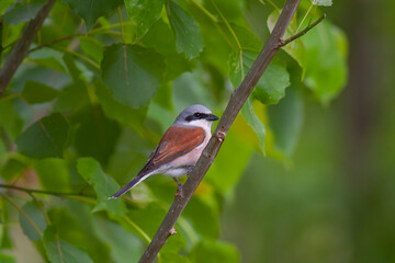 bird looking around  in woodland, Red-backed Shrike, Lanius collurio