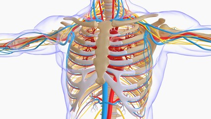 Human skeleton anatomy for medical concept 3D illustration