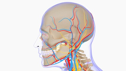 Human skeleton anatomy for medical concept 3D illustration