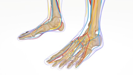 Obraz na płótnie Canvas Human skeleton anatomy for medical concept 3D illustration