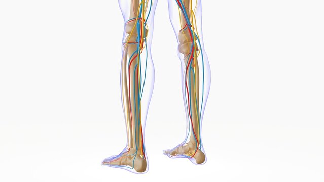 Human skeleton anatomy for medical concept 3D illustration