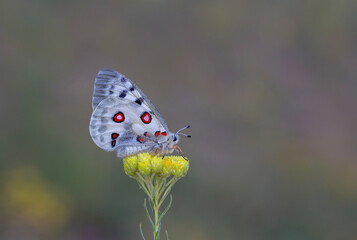 Female Apollo Butterfly, Parnassius apollo