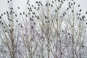 Fototapeta na wymiar February winter morning. A flock of waxwings on a high birch against a gray cloudy sky 