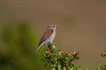 bird looking around  in woodland, Red-backed Shrike, Lanius collurio