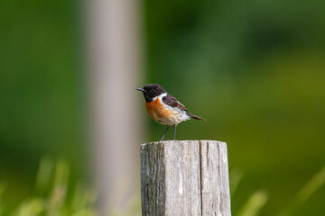 bird looking around  in woodland, European Stonechat, Saxicola rubicola