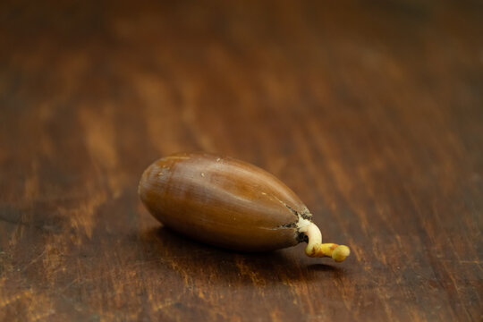 Gekeimte Eichel auf einem Holzbrett, Eichensetzling auf Holz. Sprouted acorn on a wooden board, oak seedling on wood.