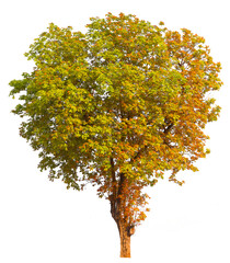 PNG autumn tree transparent background cut out original background
