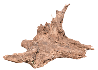 tree stump PNG transparent background 