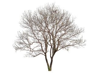 PNG death tree or leafless tree transparent PNG easy to drag and drop - obrazy, fototapety, plakaty