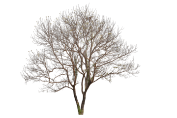 PNG death tree or leafless tree transparent PNG easy to drag and drop