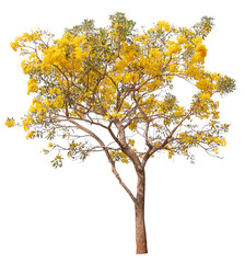 Hight quality Tree with yellow flower PNG transparent cut out original background 
