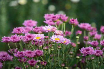 Fototapeta premium Close-up on a bouquet of chrysanthemums in the garden