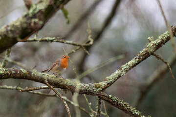 robin on a branch