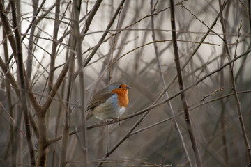 robin on a branch