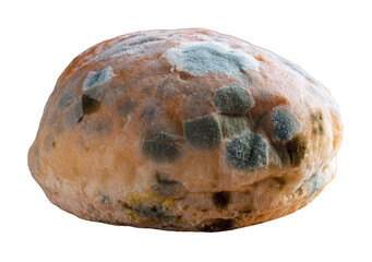 Moldy bread on transparent background. Mildew covered bread png.