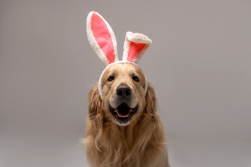 Portrait of a Golden Retriever dog wearing hare ears on his head against a white background 