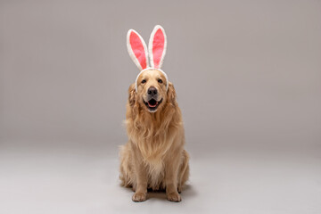 Golden Retriever dog sitting with hare ears on his head against a white background in the studio