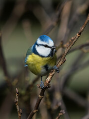 Obraz na płótnie Canvas Beautiful eurasian blue tit bird sitting on thin twig looking to the side