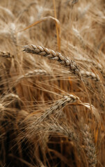 field of wheat