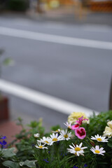 花壇の花と道路