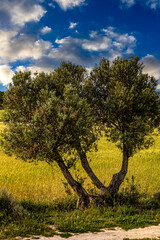 piękne drzewko oliwne na południu Włoch