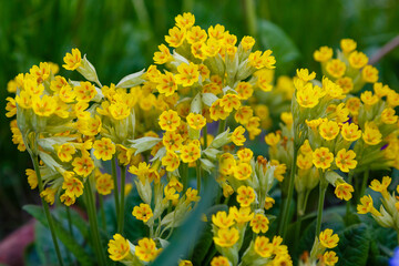 Spring primrose , or Primrose officinalis , or real primrose , or spring primrose ( lat. Primula veris ) is a perennial herbaceous plant 