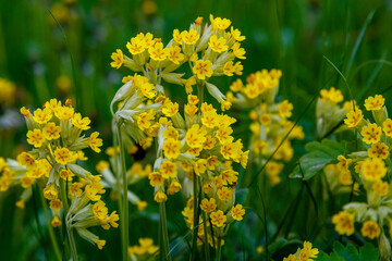Spring primrose , or Primrose officinalis , or real primrose , or spring primrose ( lat. Primula veris ) is a perennial herbaceous plant