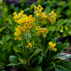 Spring primrose , or Primrose officinalis , or real primrose , or spring primrose ( lat. Primula veris ) is a perennial herbaceous plant