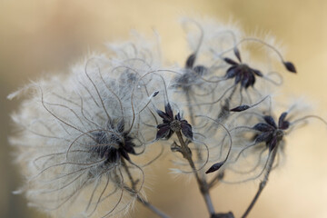 Clematis Old man’s beard in winter in close view