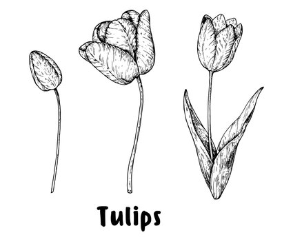 Tulips flower hand drawn sketch. Vector illustration. Springtime flower.