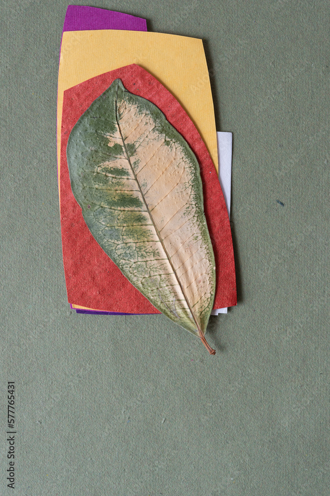 Sticker tropical foliage dried flat and paper cards