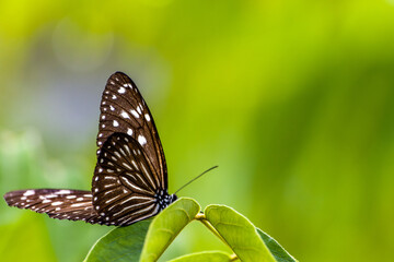 A butterfly of Ceylon blue glassy tiger (Ideopsis similis) perched on a leaf