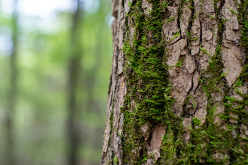 Mossy Tree Trunk Bark with Woodland Background ~BARK OF A TREE~