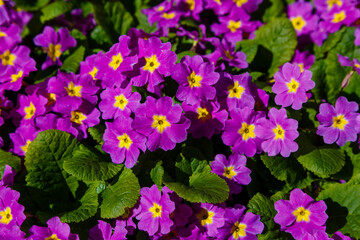Primrose , or Primula is a genus of plants from the family Primulaceae