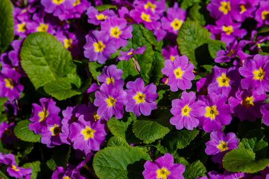 Floral background with bright purple primrose flowers. Natural wallpaper. Primula is a genus of plants from the family Primulaceae