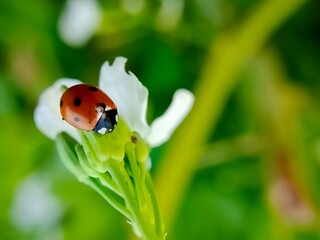 Fototapeta premium Red ladybird sitting on the White flower