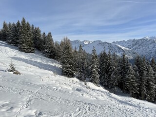 Fototapeta premium Picturesque canopies of alpine trees in a typical winter atmosphere in the Swiss Alps and over the tourist resort of Arosa - Canton of Grisons, Switzerland (Schweiz)