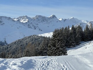 Picturesque canopies of alpine trees in a typical winter atmosphere in the Swiss Alps and over the tourist resort of Arosa - Canton of Grisons, Switzerland (Schweiz)