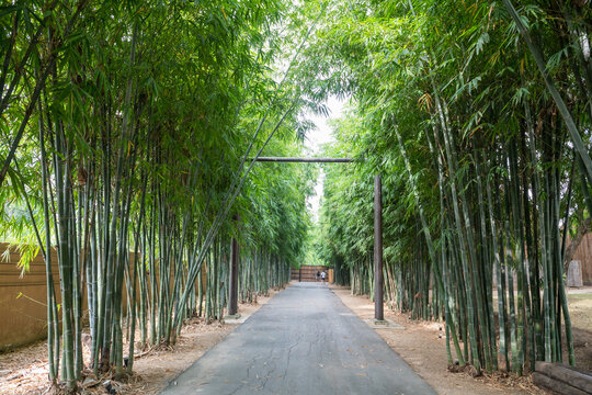 Bamboo forest trees and footpath at park in Kanchanaburi