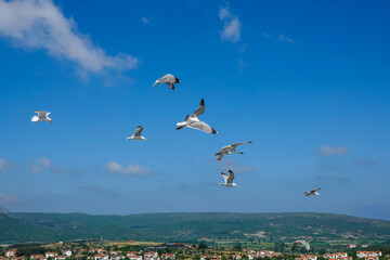 Fototapeta na wymiar Seagulls flying in the blue sky of Gokceada Imbros and view of green hills with small houses of the city
