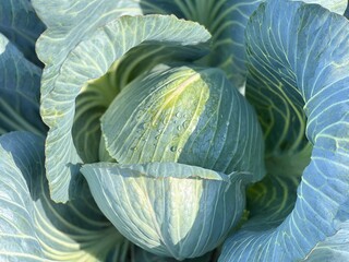 Cabbage head in vegetable garden.