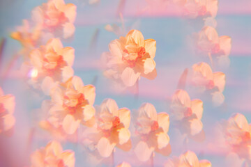 Flowers on a holographic background. The koleidoscope effect. Soft focus.