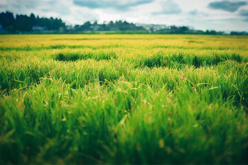 Fototapeta na wymiar green grass with dew background