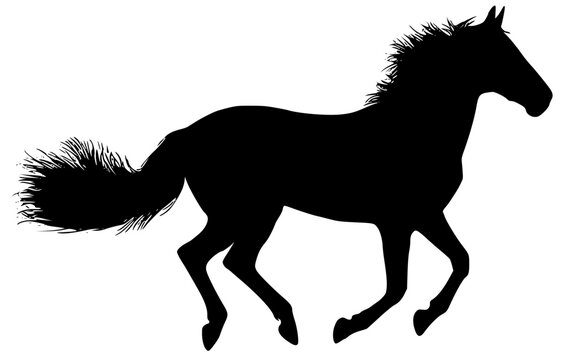 silhouette of a horse