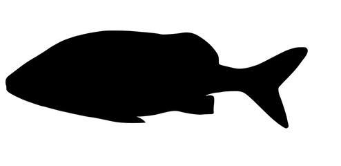 silhouette of a fish