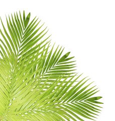 Tropical green leaf of palm tree on transparent background png file