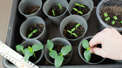The process of inspecting seeds in a pot. Female hands showing pots. Agricultural preparatory spring work.