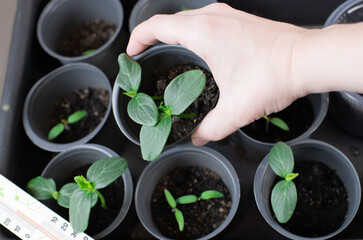 The process of inspecting seeds in a pot. Female hands showing pots. Agricultural preparatory spring work.