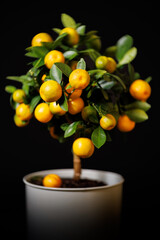 Orange tree